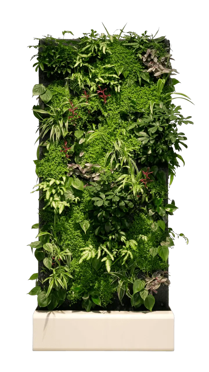 Separador de ambientes de pared vegetal vivit divider pro 1