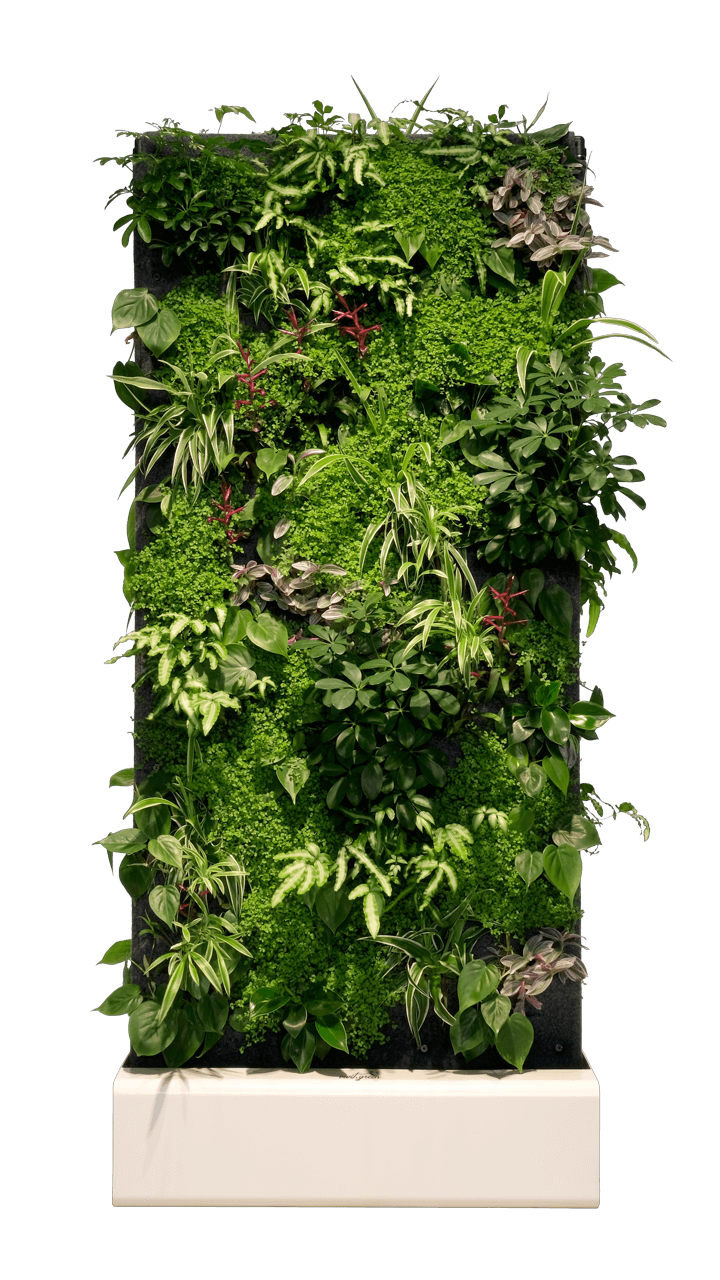 Plant wall divider front